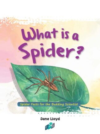 All Kids Ask Questions- What is a Spider?